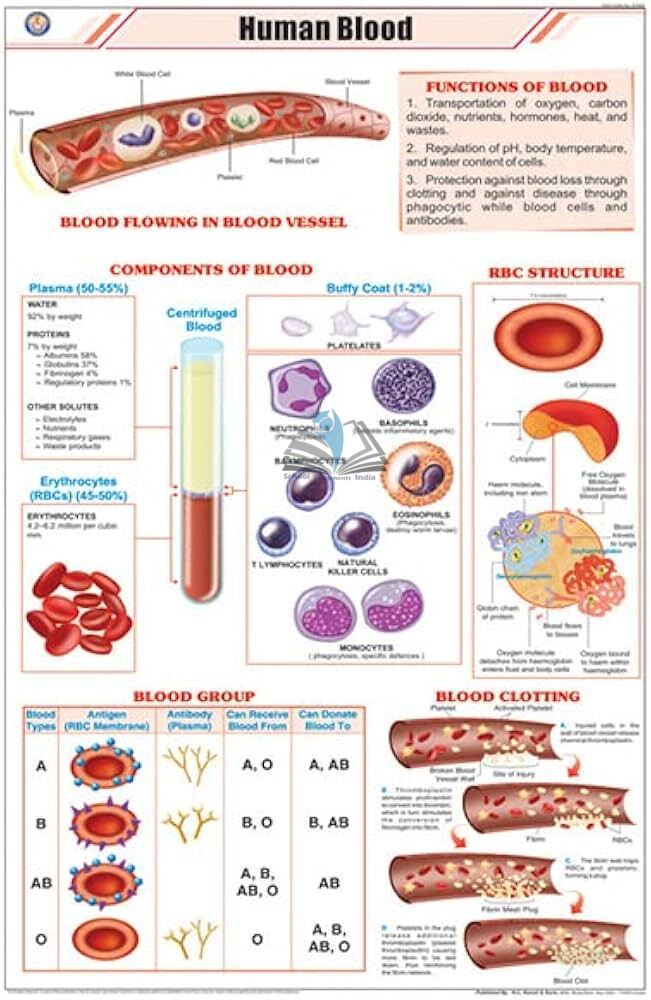 Human Blood Chart
